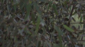 El grupo terrorista Estado Islámico (EI) lapidó hoy hasta la muerte a una mujer y a 20 jóvenes varones en la ciudad de Mosul, en el norte de Irak, por haber mantenido supuestas relaciones ilegítimas