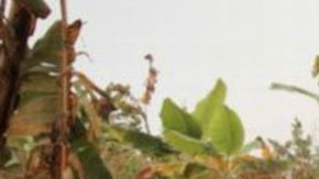 Stephane Ebongue huyó a Italia porque su vida corría peligro en Camerún, donde a los albinos se les mata o mutila para hacer rituales.