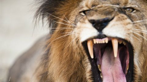 El hombre que ingresó en el área donde viven los leones en el Zoológico Nacional de Santiago permanece en estado grave de salud.