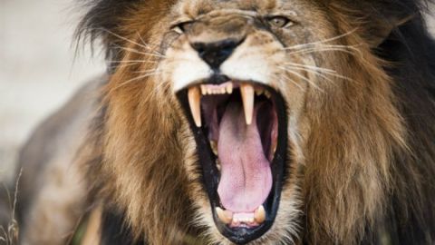 El hombre que ingresó en el área donde viven los leones en el Zoológico Nacional de Santiago permanece en estado grave de salud.