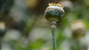 Plantíos de amapola.