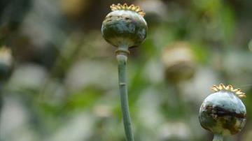 Plantíos de amapola.