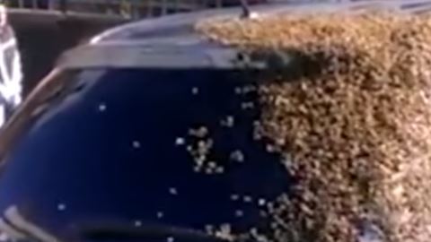 abejas