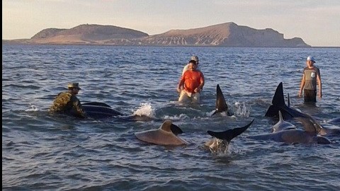 Voluntarios al rescate de ballenas.