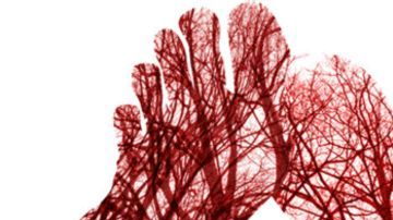 sistema circulatorio