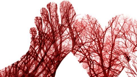 sistema circulatorio