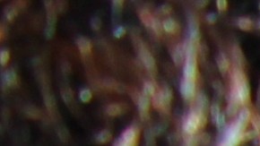 Las fiestas del 5 de Mayo, como era previsible, fueron canceladas en NYC.