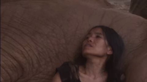 elefante dormido