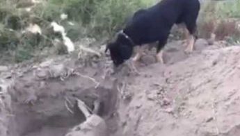 El video fue compartido por el dueño de ambos animales.