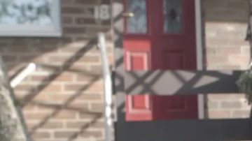 gallinas contra soledad