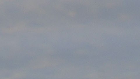 Un cocodrilo americano flota en el agua cerca de Homestead, Florida.