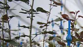 Las flores son una de las exportaciones más importantes de Colombia, el país que más ha mejorado en el índice del Banco Mundial que mide el ambiente para los negocios.