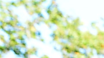 La bandera estelada e símbolo del independentismo de la región de Cataluña.