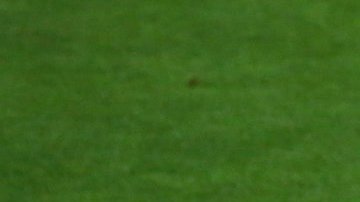 El sueldo que le ofrece el Fenerbahce es superior a lo que le daría el ManU.