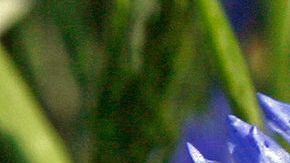 Esta bella flor azul está causando mucha polémica en Austria.