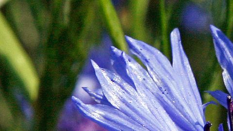 Esta bella flor azul está causando mucha polémica en Austria.