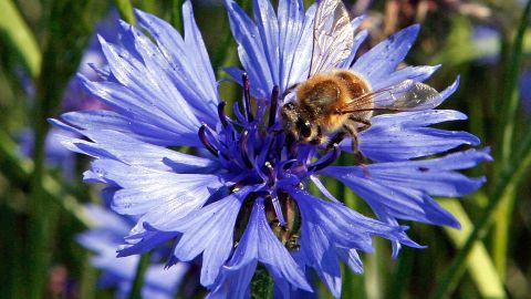 Esta bella flor azul está causando mucha polémica en Austria.