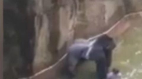 gorila harambe