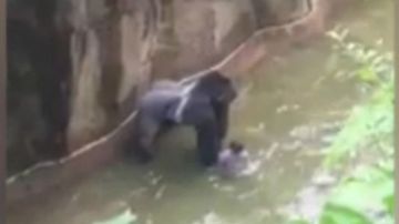 gorila harambe