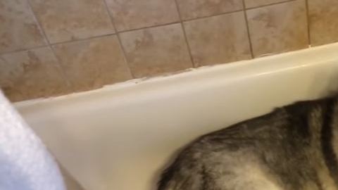husky zeus