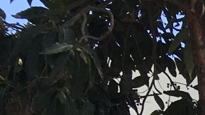 Estudiantes latinos de la secundaria Newport Harbor portan con orgullo una playera que se opone al candidato republicano Donald Trump.