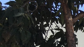 Estudiantes latinos de la secundaria Newport Harbor portan con orgullo una playera que se opone al candidato republicano Donald Trump.