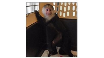 Luna, el mono capuchino confiscado en Long Island
