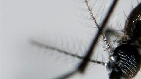 El mosquito Aedes Aegypti transmite  el virus del Zika.