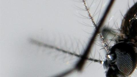 El mosquito Aedes Aegypti transmite  el virus del Zika.