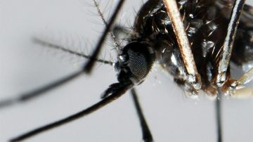 El mosquito Aedes Aegypti transmite  el virus del Zika.