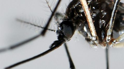 El mosquito Aedes Aegypti transmite el virus del Zika.