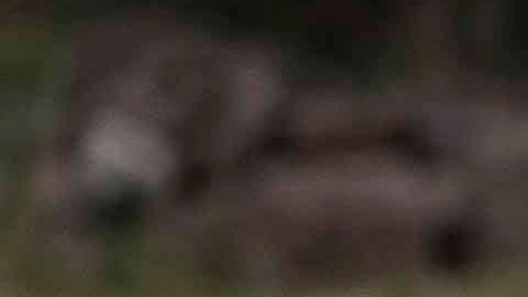 Seleccion mexicana olimpica