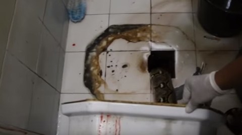 La serpiente le mordió el miembro a la víctima.