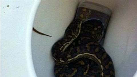 serpiente