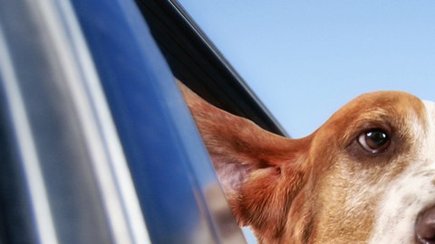 perro auto