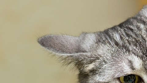gato