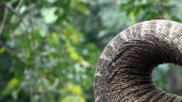 elefante