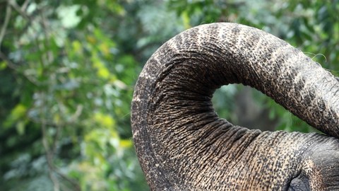 elefante