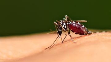 El virus del Zika se transmite a través de la picadura de mosquitos infectados del género Aedes.