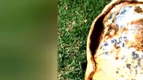 tortuga
