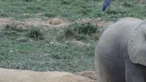 elefante