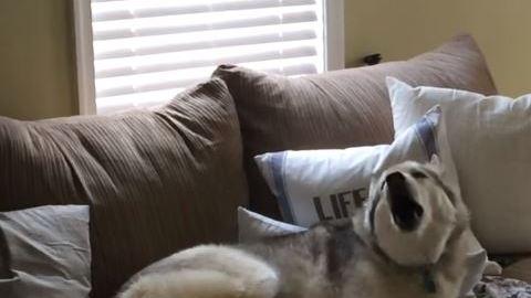 zeus husky