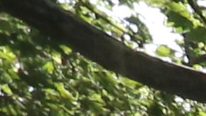 Gramercy Park - Manhattan - Nuestros Barrios.
Photo Credito Mariela Lombard/El Diario NY.