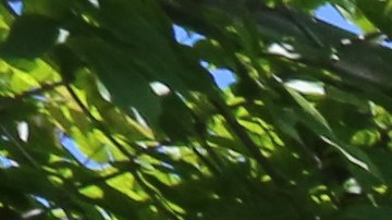 Nuestros Barrios- Red Hook, Brooklyn. Photo Credito Mariela Lombard/El Diario NY.