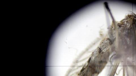 mosquito zika