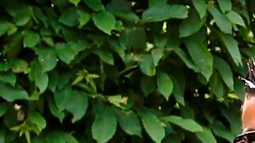 CR7 busca la consagración en la Eurocopa con Portugal.