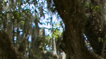 El gobernador de Florida, Rick Scott (d), deposita unas flores en las afueras del Capitolio Histórico en Tallahassee, cerca de una de las 49 banderas puestas como tributo a los muertos de la matanza en Orlando. Foto: EFE