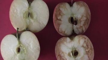 Las manzanas utilizadas por la profesora de Relax Kids Tamworth.