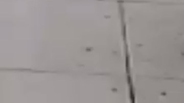 Arroyo atacó repetidamente al perro con un cinturón.