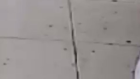 Arroyo atacó repetidamente al perro con un cinturón.